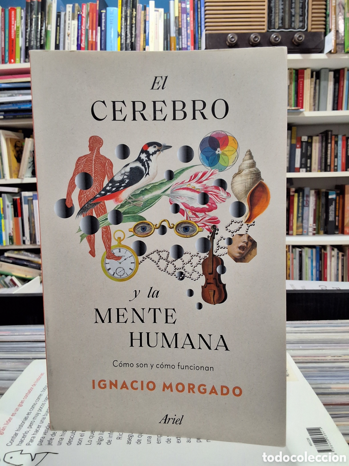Libros de segunda mano: EL CEREBROY LA MENTE HUMANA - C&Oacute;MO SON Y C&Oacute;MO FUNCIONAN - IGNACIO MORGADO - PSICOBIOLOGIA