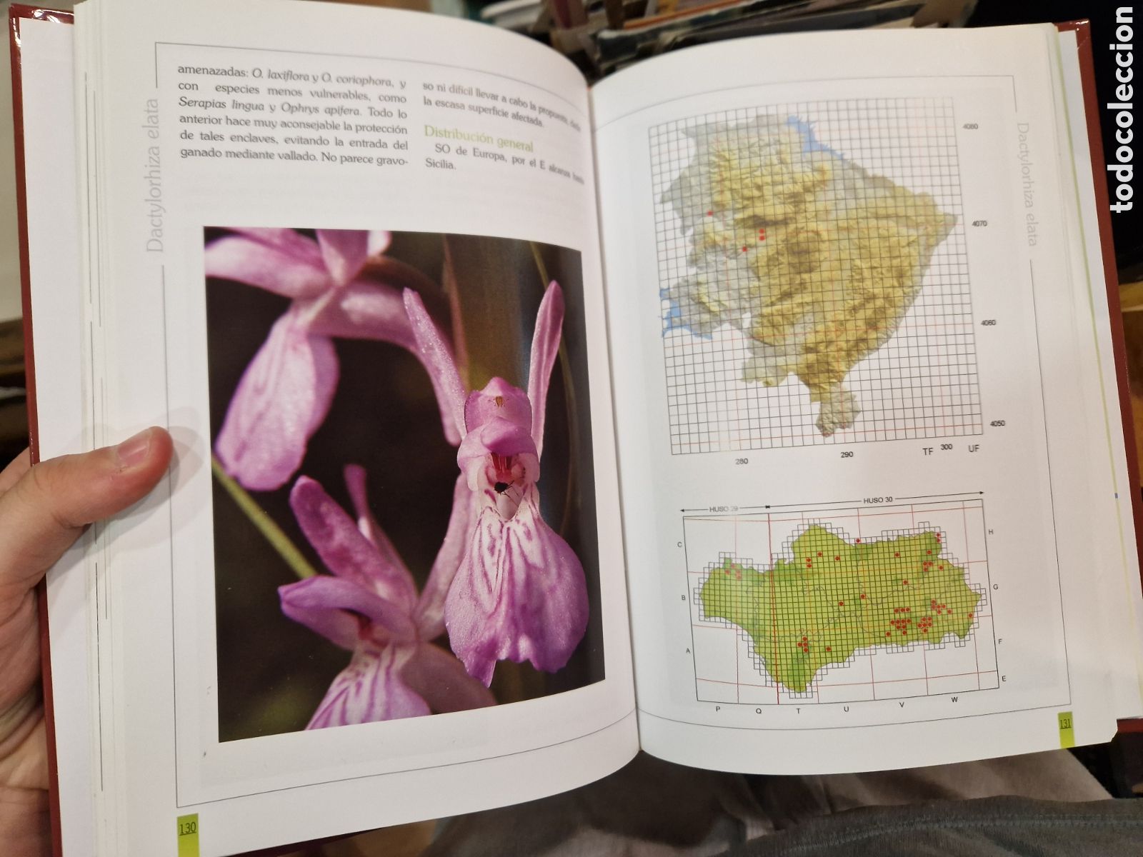 Libros de segunda mano: VELASCO ORTEGA, Luis. Orqu&iacute;deas de la Serran&iacute;a de Grazalema - Foto 2