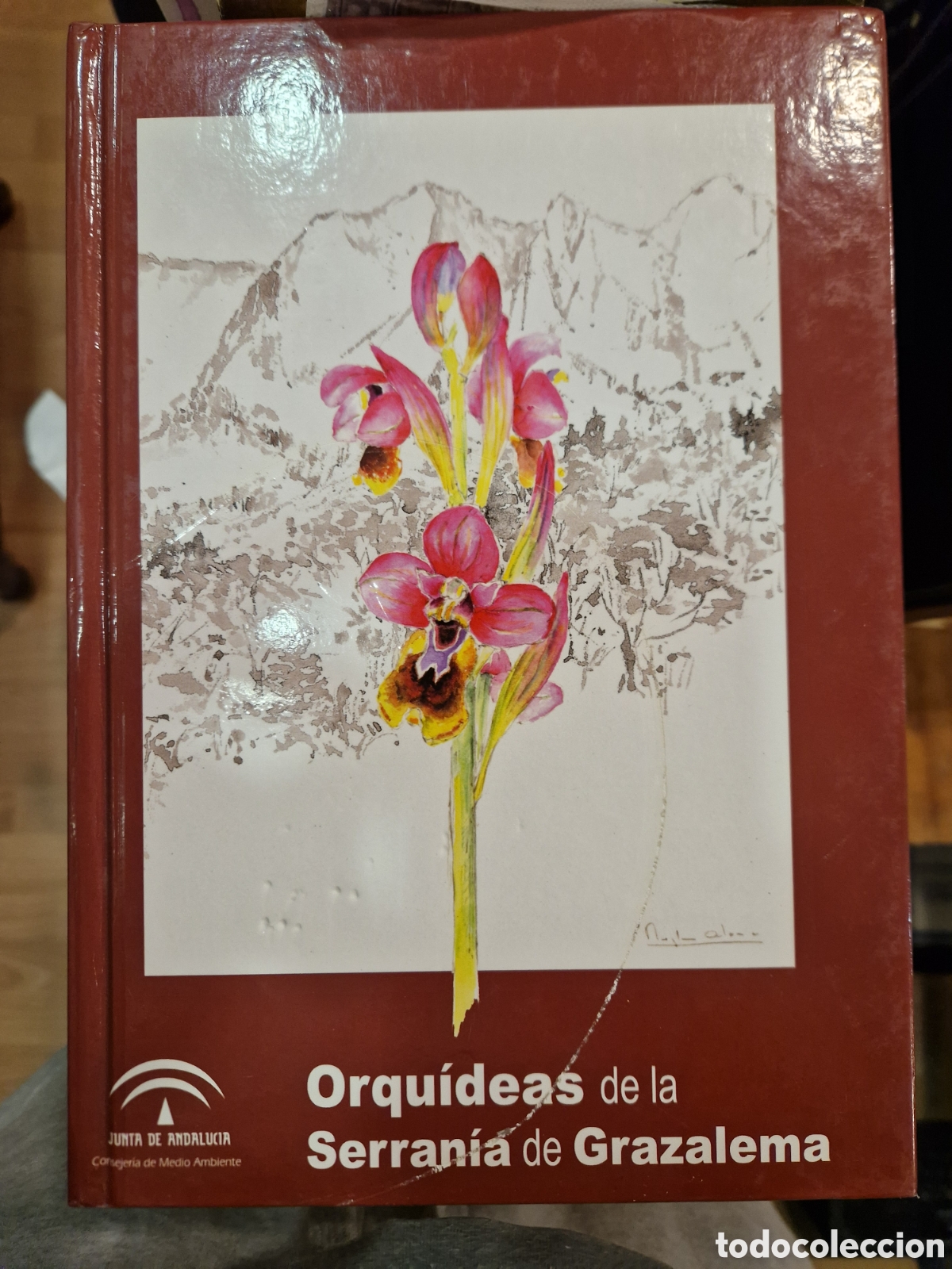 Libros de segunda mano: VELASCO ORTEGA, Luis. Orqu&iacute;deas de la Serran&iacute;a de Grazalema - Foto 1