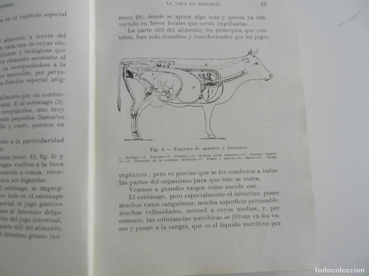 Libros de segunda mano: LA VACA LECHERA - SANTOS AR&Aacute;N - ARALUCE EDITOR 1947. - Foto 7
