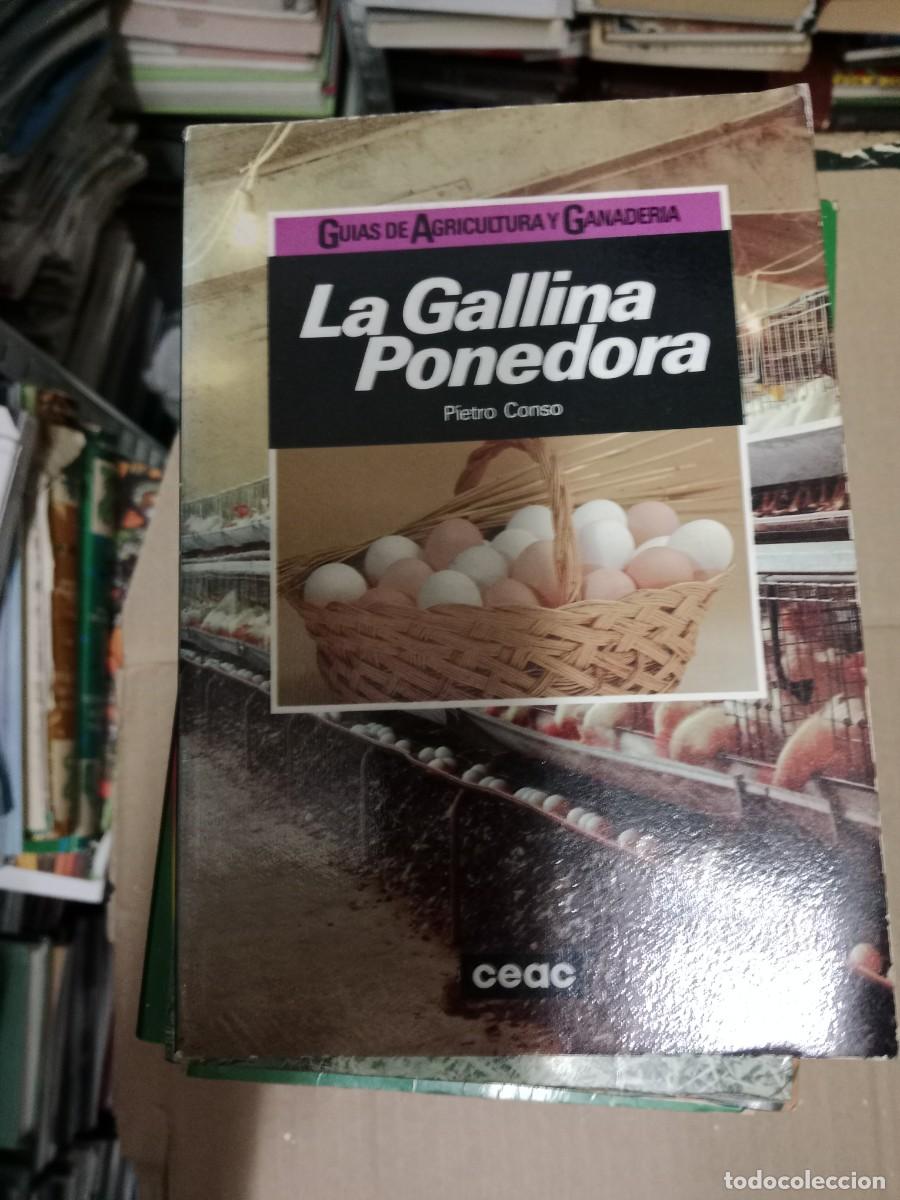 Gebrauchte B&uuml;cher: guias de agricultura y ganaderia , la gallina ponedora - pietro conso LIBRO TOP-15