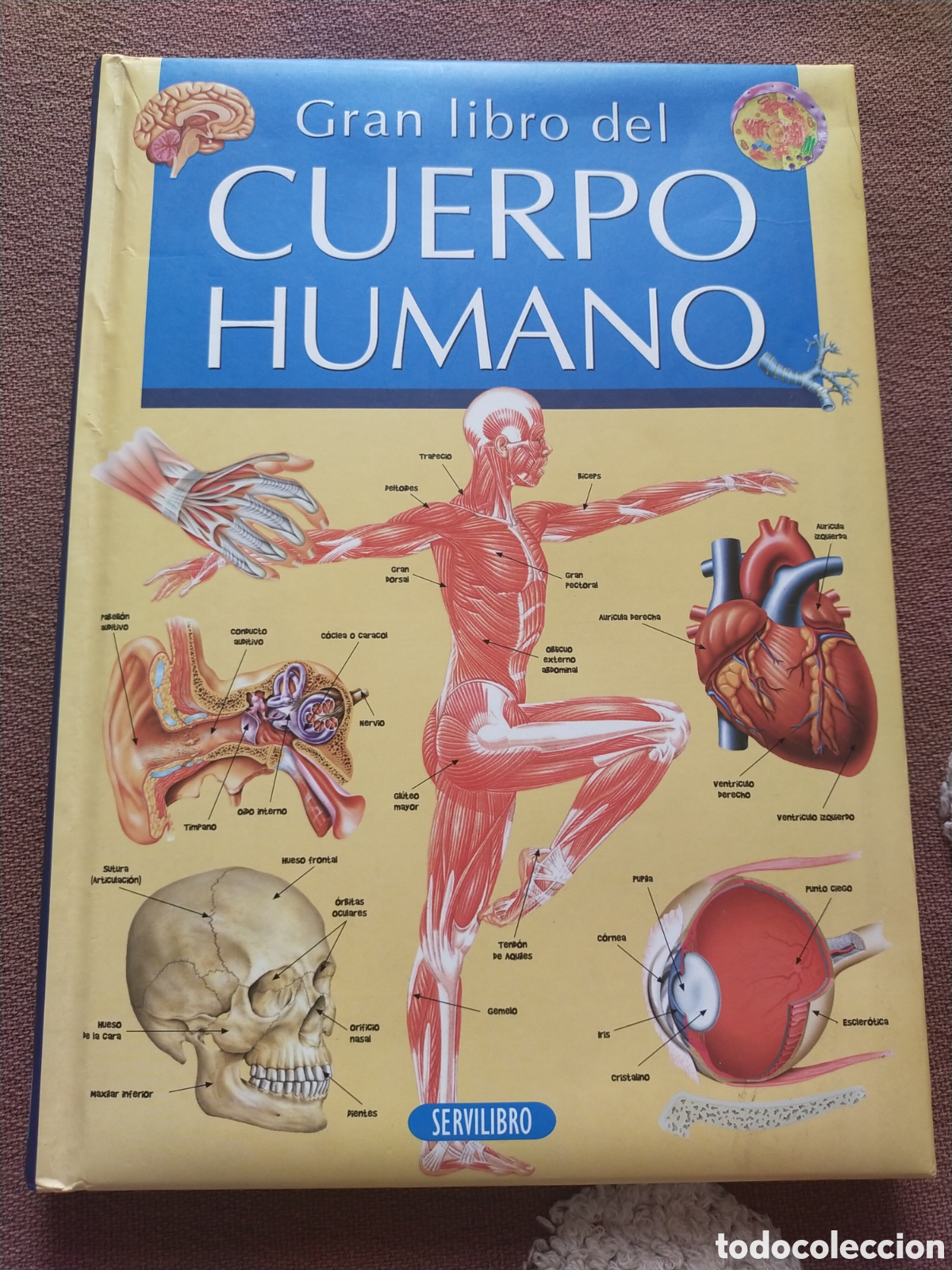 Livros em segunda m&atilde;o: Gran libro del cuerpo humano