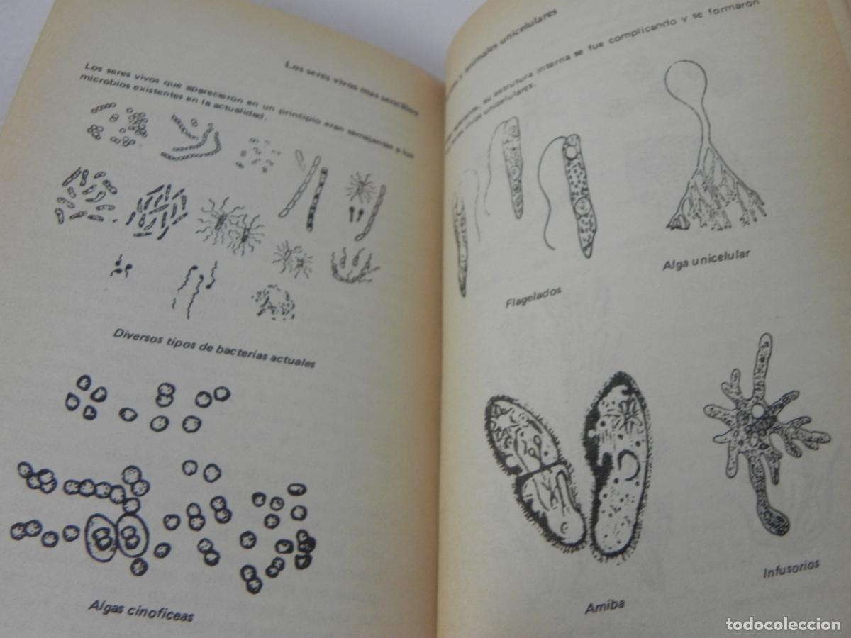 Libros de segunda mano: EL ORIGEN DE LA VIDA (A.I. OPARIN) AKAL BOLSILLO-1979 - Foto 5
