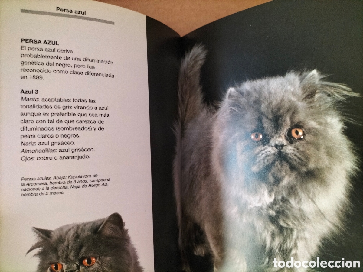 Libros de segunda mano: Cr&iacute;e y conozca a su gato persa. Textos de Maia Beltrame. Libro - Foto 5