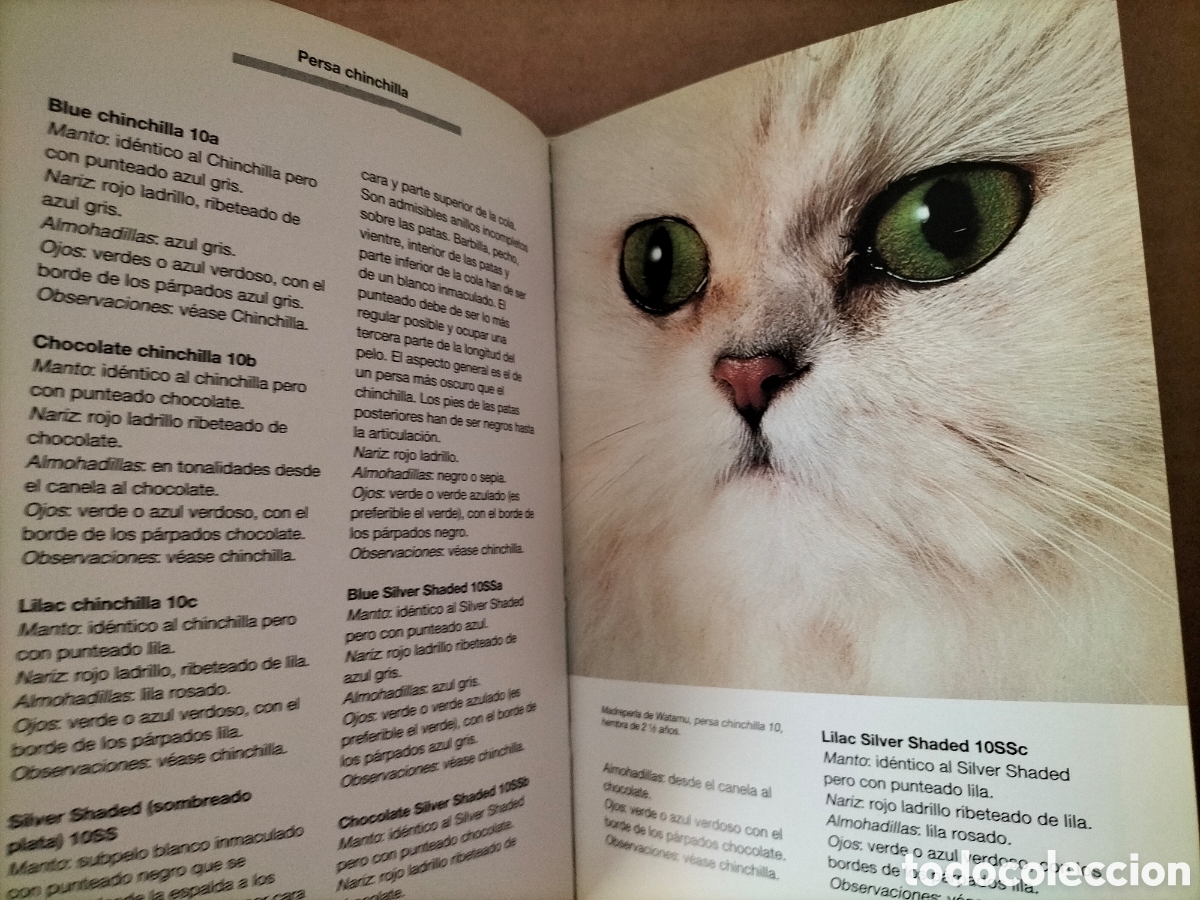 Libros de segunda mano: Cr&iacute;e y conozca a su gato persa. Textos de Maia Beltrame. Libro - Foto 6
