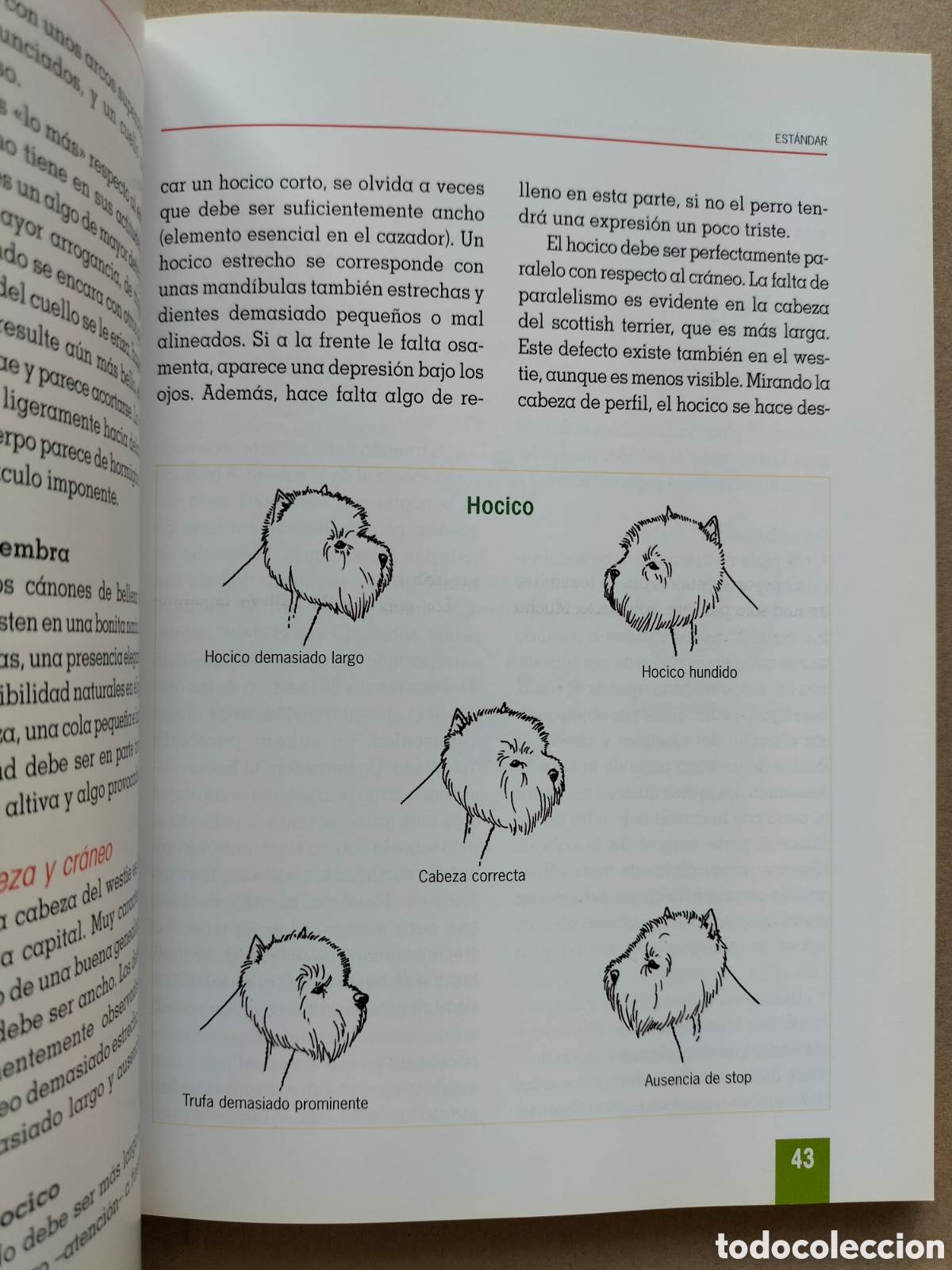 Libros de segunda mano: El nuevo libro del West Highland white terrier. Ruth OConnor. Tikal ediciones. Libro - Foto 5