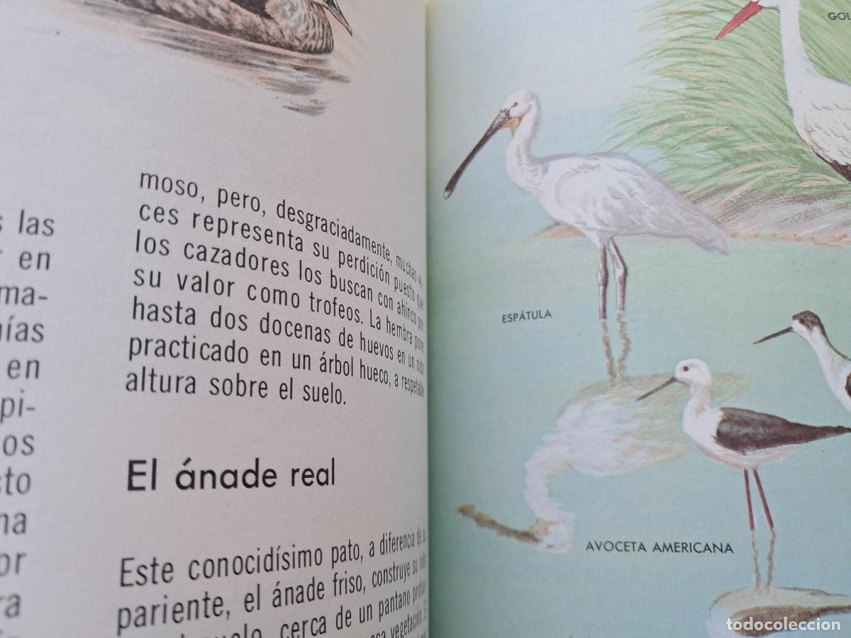 Libros de segunda mano: C&oacute;mo y por qu&eacute; de las Aves. Editorial Molino 1970 - Foto 2