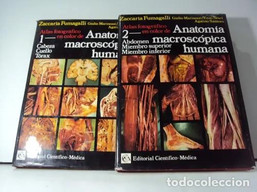 Libros de segunda mano: Atlas Fotogr&aacute;fico en Color de Anatom&iacute;a Macrosc&oacute;pica Humana - Zaccaria Fumagalli - Cient&iacute;fico-m&eacute;dica