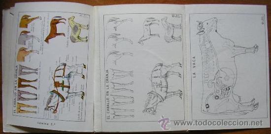 Libros de segunda mano: LOS ANIMALES - ECISA. SISTEMA VISUAL DE ENSE&Ntilde;ANZA. - Foto 2