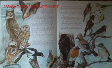 Libros de segunda mano: EL MUNDO DE LOS INSECTOS - Foto 11