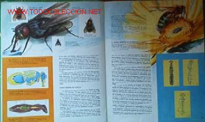 Libros de segunda mano: EL MUNDO DE LOS INSECTOS - Foto 4