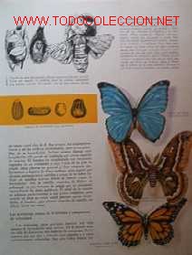 Libros de segunda mano: EL MUNDO DE LOS INSECTOS - Foto 5