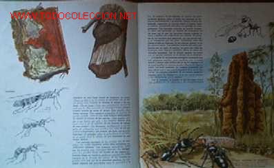 Libros de segunda mano: EL MUNDO DE LOS INSECTOS - Foto 7