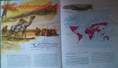 Libros de segunda mano: EL MUNDO DE LOS INSECTOS - Foto 8