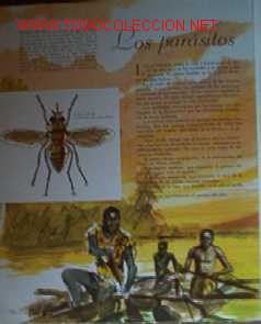 Libros de segunda mano: EL MUNDO DE LOS INSECTOS - Foto 9