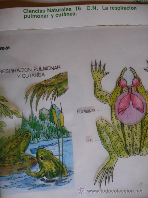 Gebrauchte B&uuml;cher: TRANSPARENCIA RESPIRACION PULMONAR Y CUTANEA.1977.29X24.MINISTERIO EDUCACION Y CIENCIA.ESCUELA