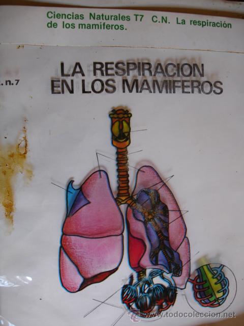 Libri di seconda mano: TRANSPARENCIA RESPIRACION MAMIFEROS.1977.29X24.MINISTERIO EDUCACION Y CIENCIA.ESCUELA