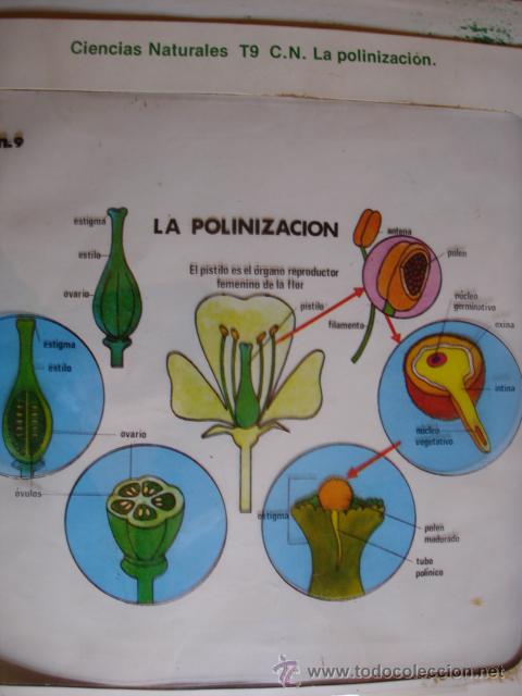 Libros de segunda mano: TRANSPARENCIA LA POLINIZACION.1977.29X24.MINISTERIO EDUCACION Y CIENCIA.ESCUELA