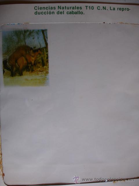 Gebrauchte B&uuml;cher: TRANSPARENCIA LA REPRODUCCION DEL CABALLO.1977.29X24.MINISTERIO EDUCACION Y CIENCIA.ESCUELA