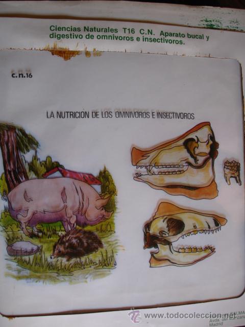 Libri di seconda mano: TRANSPARENCIA APARATO BUCAL DIGESTIVO OMNIVOROS.1977.29X24.MINISTERIO EDUCACION Y CIENCIA.ESCUELA