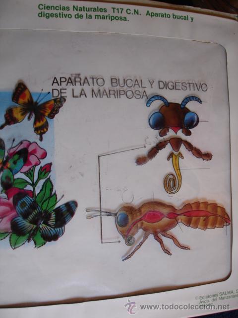 Libros de segunda mano: TRANSPARENCIA APARATO BUCAL DIGESTIVO MARIPOSAS.1977.29X24.MINISTERIO EDUCACION Y CIENCIA.ESCUELA