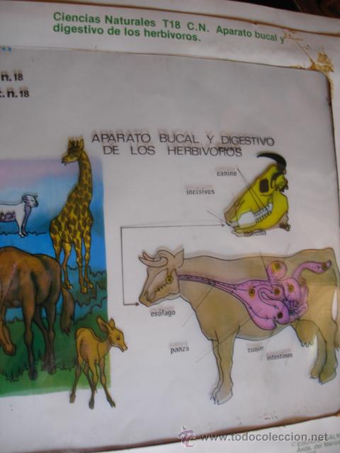 Gebrauchte B&uuml;cher: TRANSPARENCIA APARATO BUCAL DIGESTIVO HERBIVOROS.1977.29X24.MINISTERIO EDUCACION Y CIENCIA.ESCUELA