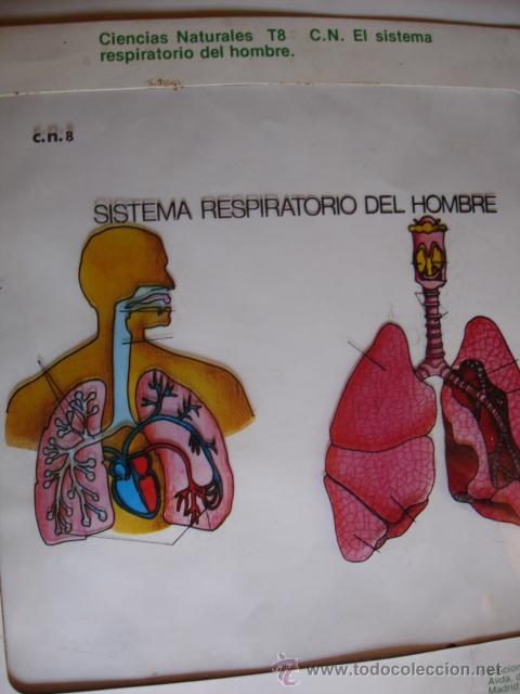 Gebrauchte B&uuml;cher: TRANSPARENCIA SISTEMA RESPIRATORIO  HOMBRES.1977.29X24.MINISTERIO EDUCACION Y CIENCIA.ESCUELA