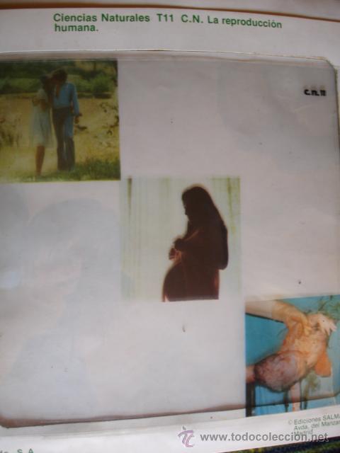 Libri di seconda mano: TRANSPARENCIA REPRODUCCION HUMANA.1977.29X24.MINISTERIO EDUCACION Y CIENCIA.ESCUELA