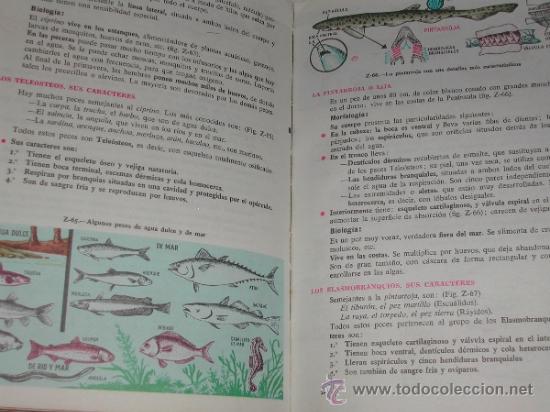 Libros de segunda mano: Libro de Texto CIENCIAS NATURALES 5&ordm; - Ediciones S.M. - A&ntilde;o 1.963. - Foto 4