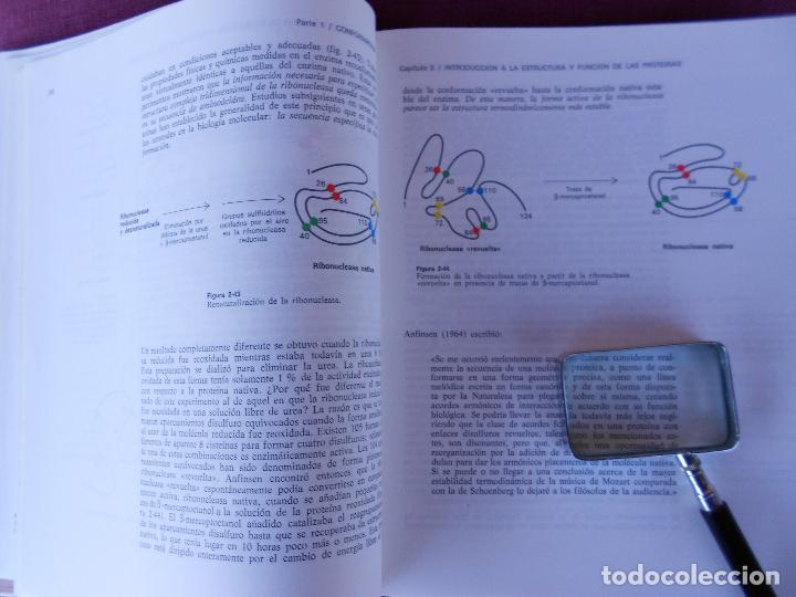 Libros de segunda mano: BIOQUIMICA, (L. STRYER), REVERTE 1976 - Foto 3