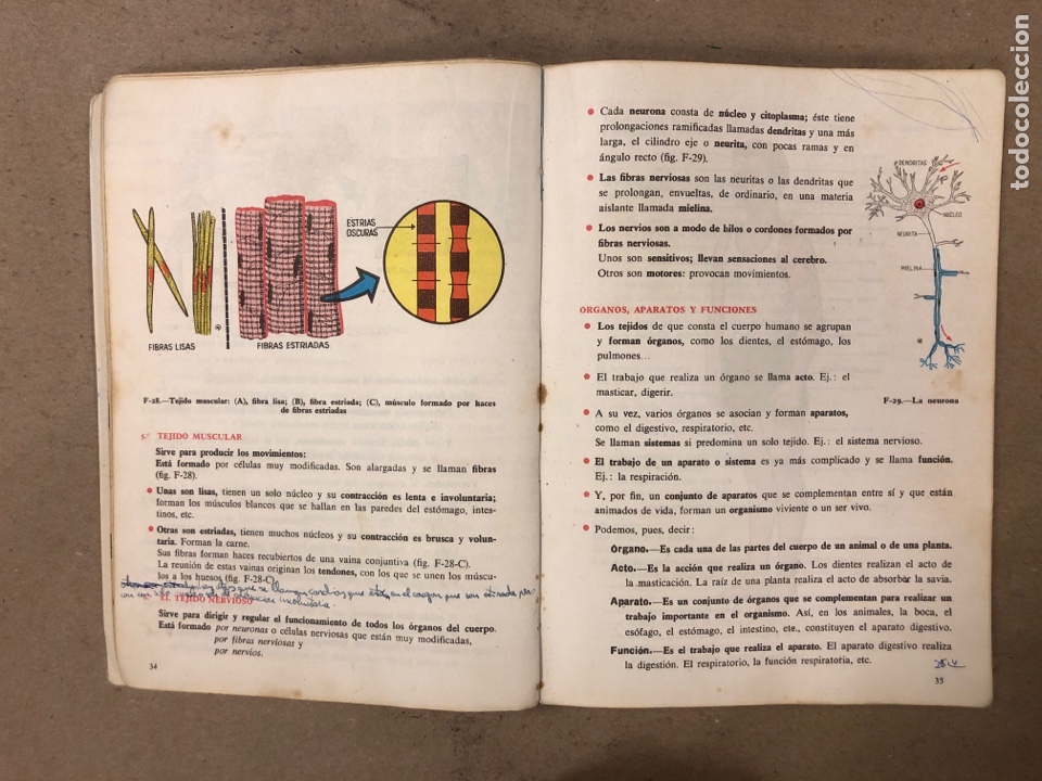 Libros de segunda mano: CIENCIAS NATURALES 3&ordm; BACHILLERATO ELEMENTAL. EDICIONES SM 1964. - Foto 4