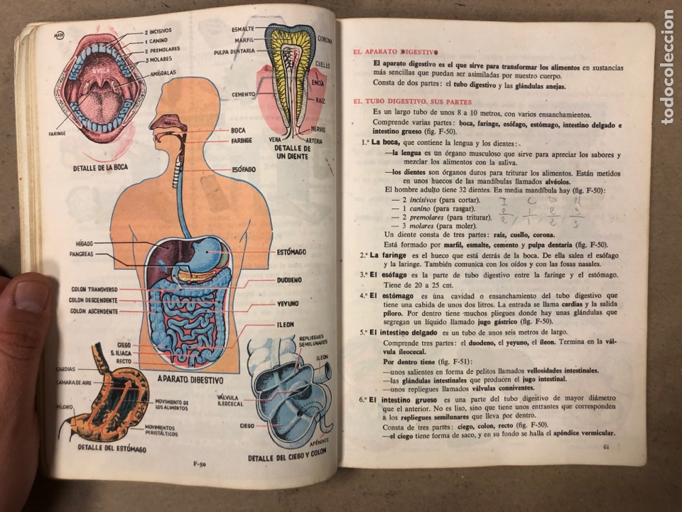 Libros de segunda mano: CIENCIAS NATURALES 3&ordm; BACHILLERATO ELEMENTAL. EDICIONES SM 1964. - Foto 5