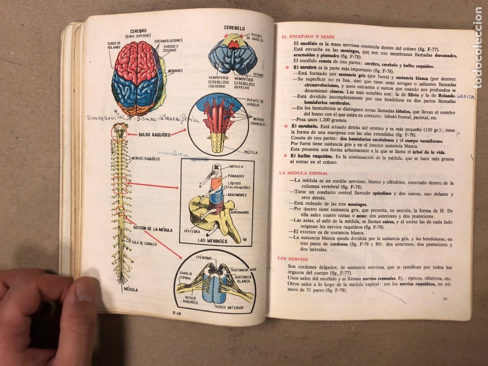 Libros de segunda mano: CIENCIAS NATURALES 3&ordm; BACHILLERATO ELEMENTAL. EDICIONES SM 1964. - Foto 6