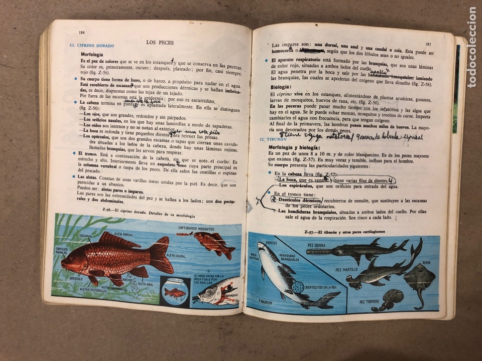 Libros de segunda mano: CIENCIAS NATURALES 3&ordm; BACHILLERATO ELEMENTAL. EDICIONES SM 1964. - Foto 8