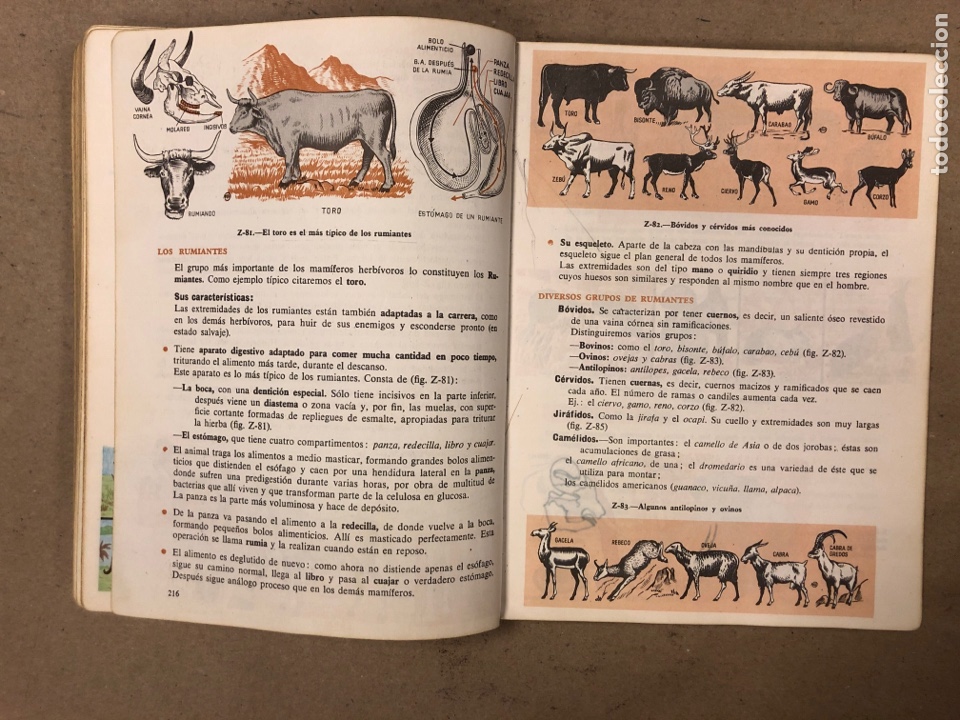 Libros de segunda mano: CIENCIAS NATURALES 3&ordm; BACHILLERATO ELEMENTAL. EDICIONES SM 1964. - Foto 9