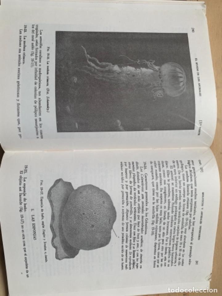 Libros de segunda mano: Ciencias Naturales, Para el bachillerato elemental (Bols 1) - Foto 5