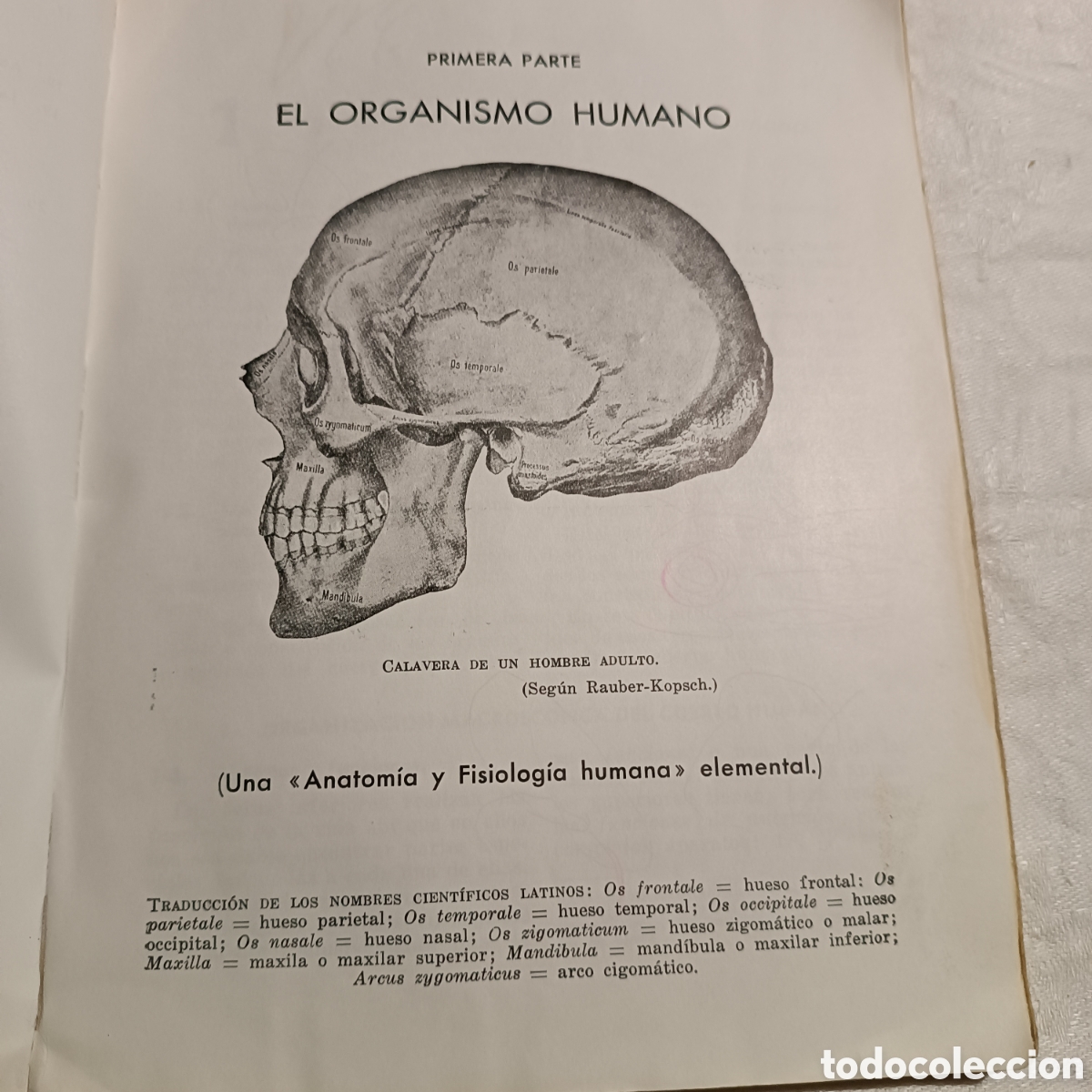Libros de segunda mano: CIENCIAS NATURALES, BACHILLERATO ELEMENTAL 1967 - Foto 7