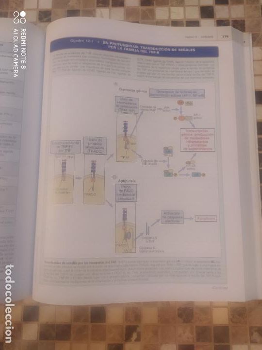 Libros de segunda mano: Inmunolog&iacute;a celular y molecular. 6&ordf; edici&oacute;n - Foto 3