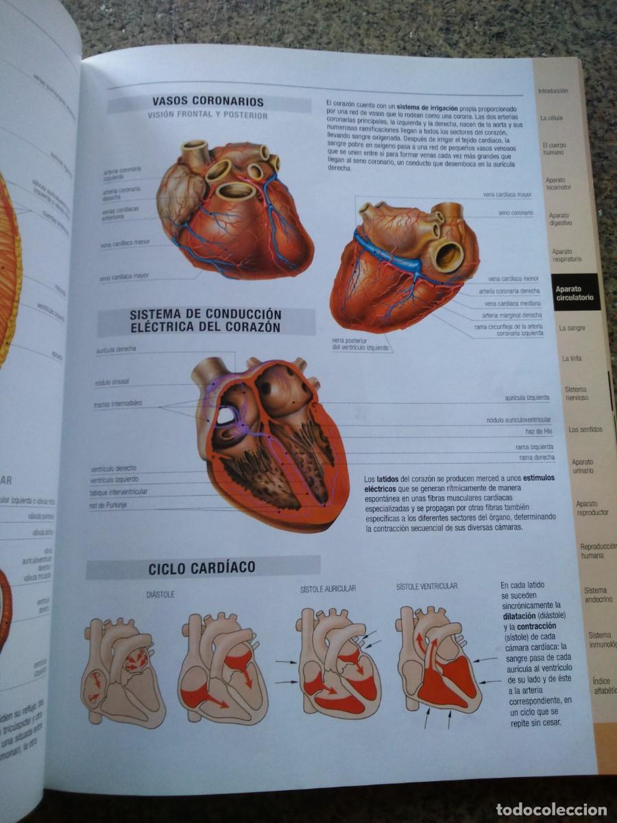 Libros de segunda mano: ATLAS DE ANATOMIA -- CIRCULO 2002 -- - Foto 2
