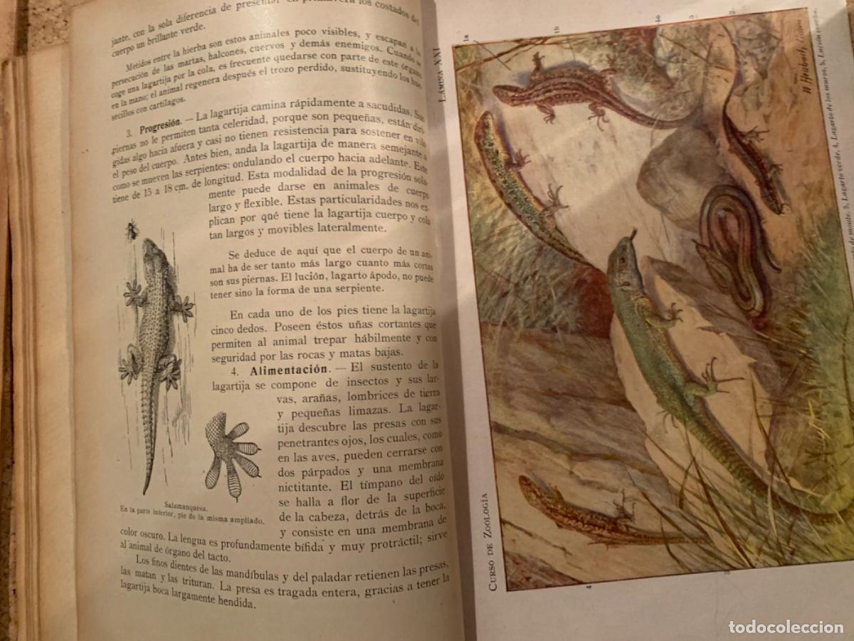 Libros de segunda mano: Curso de Zoolog&iacute;a de Schmeil (Bols,27) - Foto 4