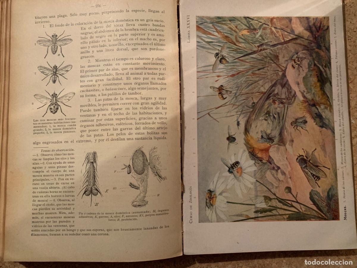 Libros de segunda mano: Curso de Zoolog&iacute;a de Schmeil (Bols,27) - Foto 5