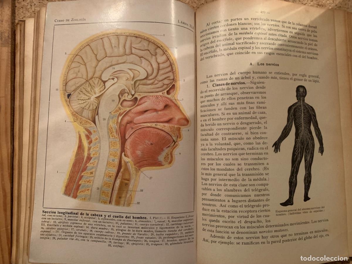 Libros de segunda mano: Curso de Zoolog&iacute;a de Schmeil (Bols,27) - Foto 6