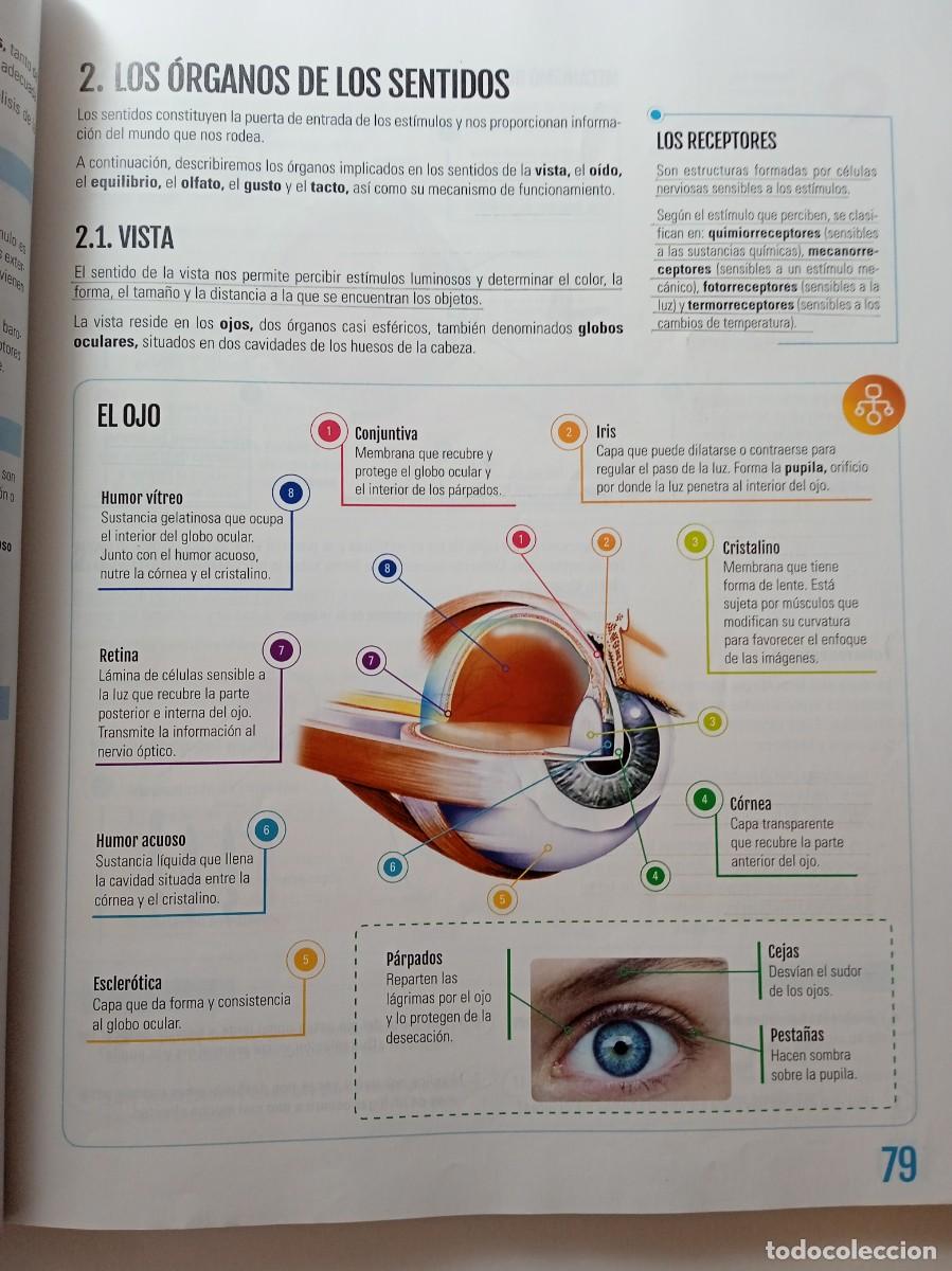 Libros de segunda mano: BIOLOG&Iacute;A Y GEOLOG&Iacute;A 3&ordm; ESO - EDEB&Eacute; - Foto 5
