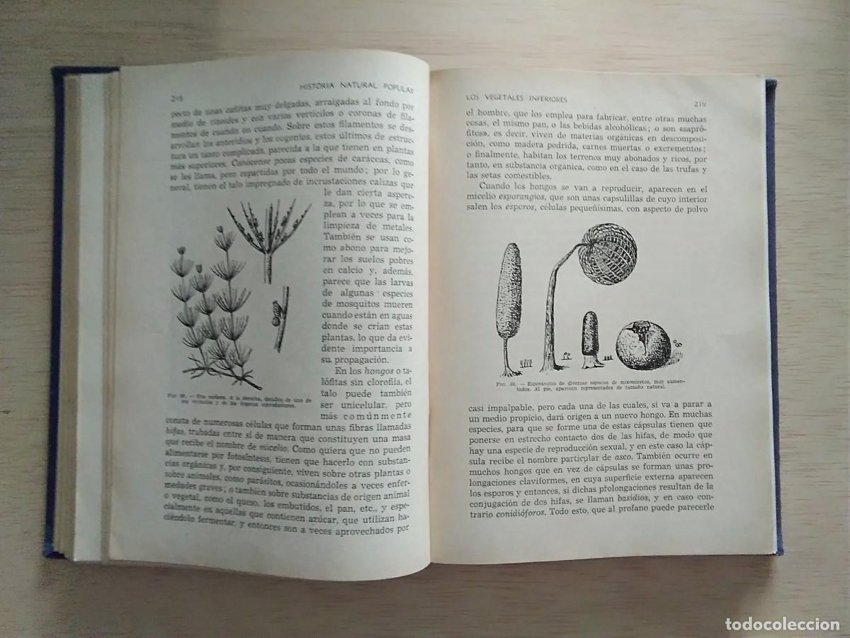 Libros de segunda mano: LIBRO HISTORIA NATURAL POPULAR. EDITORIAL RAM&Oacute;N SOPENA. - Foto 4