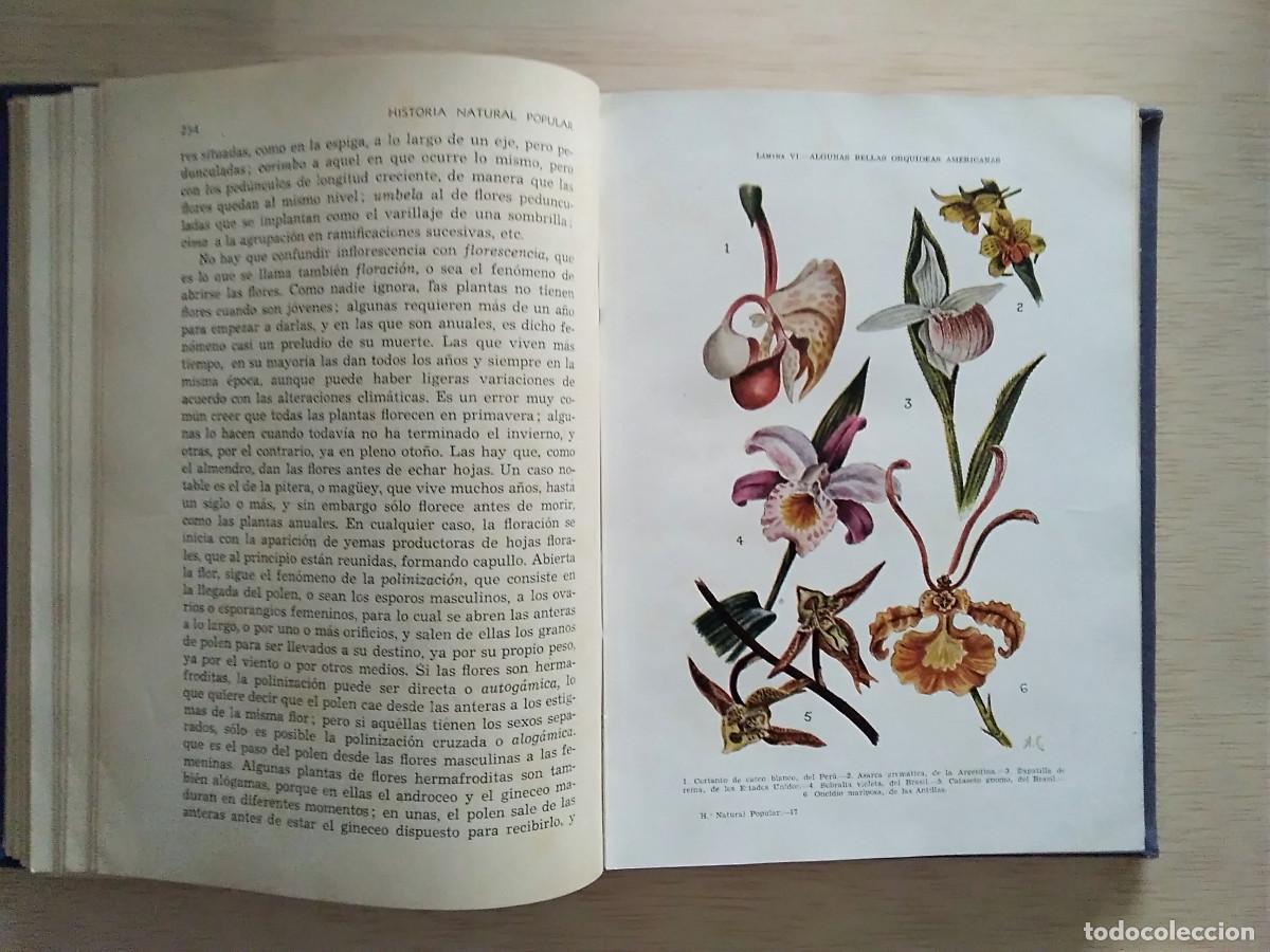 Libros de segunda mano: LIBRO HISTORIA NATURAL POPULAR. EDITORIAL RAM&Oacute;N SOPENA. - Foto 5