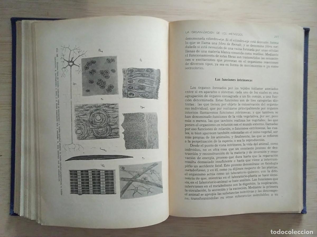 Libros de segunda mano: LIBRO HISTORIA NATURAL POPULAR. EDITORIAL RAM&Oacute;N SOPENA. - Foto 6