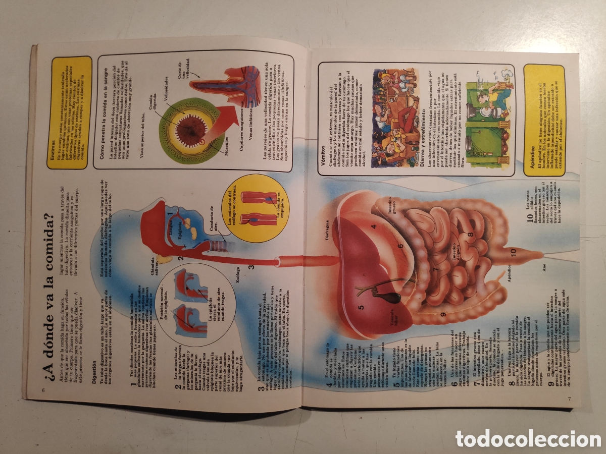 Libros de segunda mano: Libro. ElJoven Cientifico, Cuerpo Humano. Ediciones Plesa 1985 - Foto 3