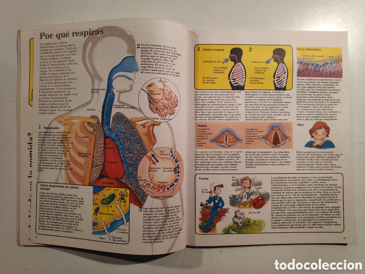 Libros de segunda mano: Libro. ElJoven Cientifico, Cuerpo Humano. Ediciones Plesa 1985 - Foto 4
