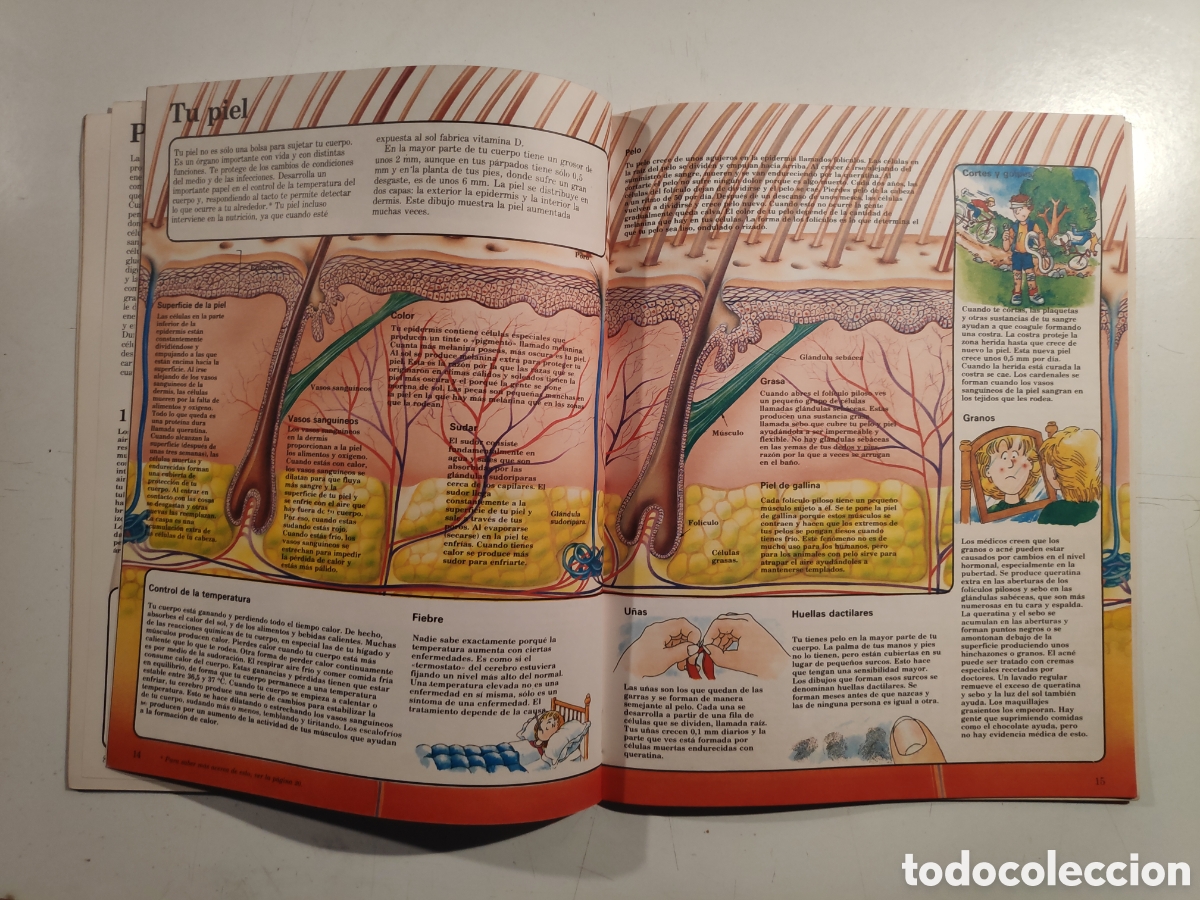 Libros de segunda mano: Libro. ElJoven Cientifico, Cuerpo Humano. Ediciones Plesa 1985 - Foto 5