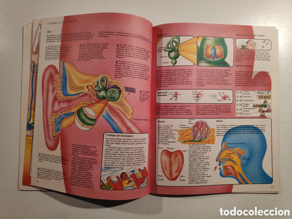Libros de segunda mano: Libro. ElJoven Cientifico, Cuerpo Humano. Ediciones Plesa 1985 - Foto 6
